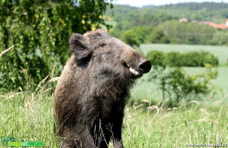 Prase divoké - Sus scrofa - Foto František Novotný (13)