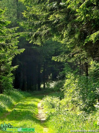 Lesní cesta - Foto Jiří Havel
