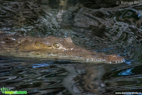 Crocodile z Jamajky  - Foto Roman Brož (7)