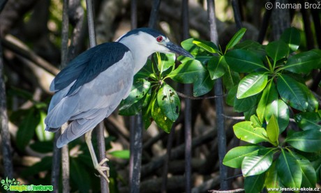 Ganja Bird  - Foto Roman Brož (2)