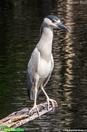 Ganja Bird  - Foto Roman Brož (5)