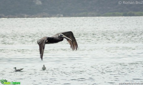 Pelikán hnědý - Foto Roman Brož (2)