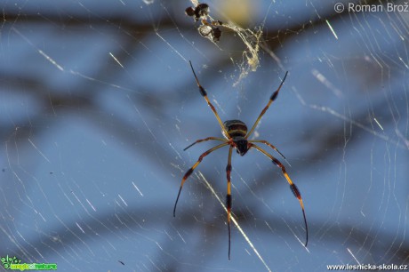 Treespider - Foto Roman Brož (2)