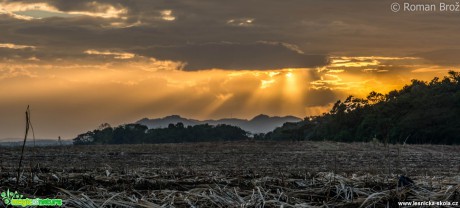 Západ nad třtinovým polem - Foto Roman Brož (2)