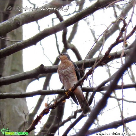 Krahujec obecný - Acipiter nisus ♂ - Foto Robert Kopecký