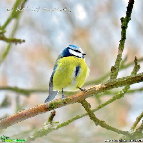 Sýkora modřinka - Cyanistes caeruleus - Foto Robert Kopecký