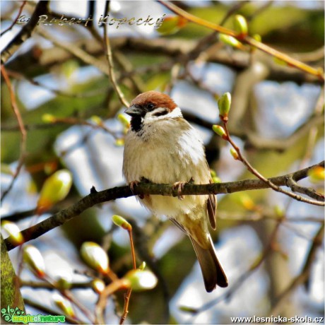 Vrabec polní - Passer montanus - Foto Robert Kopecký