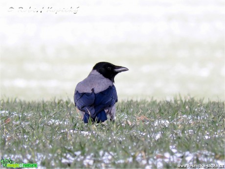 Vrána obecná šedá - Corvus cornix - Foto Robert Kopecký