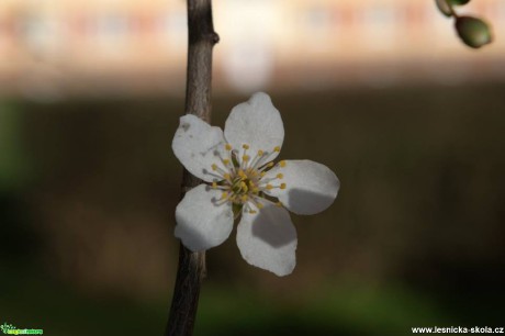 Jarní probouzení - Foto Jiří Perlík (3)