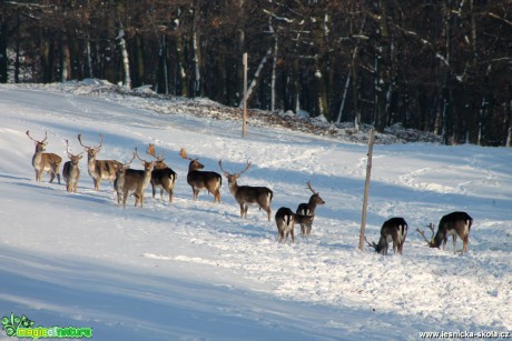 Dančí zvěř - Foto František Novotný (2)