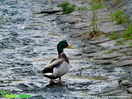 Kachna divoká - Anas platyrhynchos - Foto Jiří Havel