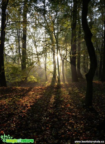 Sluneční paprsky v lese - Foto Marie Vykydalová (1)