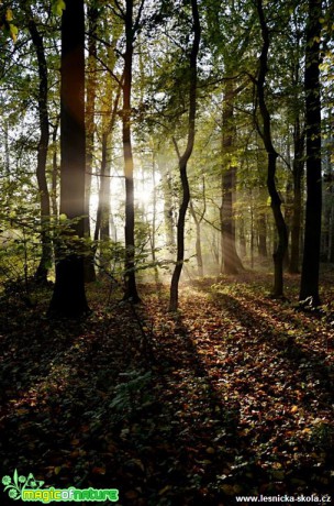 Sluneční paprsky v lese - Foto Marie Vykydalová
