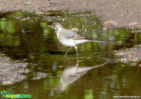 Konipas bílý - Motacilla alba - Foto Miloslav Míšek