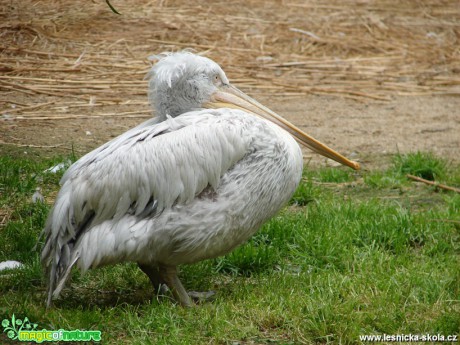 Pelikán bílý  - Pelecanus onocrotalus - Foto Martina Šmejkalová (1)