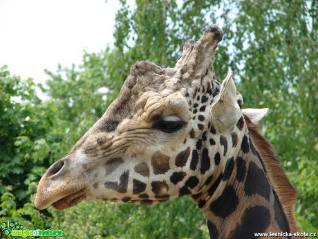 Žitafa - Giraffa camelopardalis - Foto Martina Šmejkalová (1)