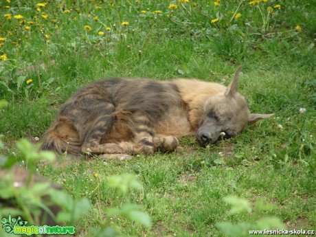 Hyena čabraková -  Parahyaena brunnea - Foto Martina Šmejkalová