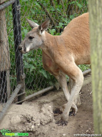 Klokan rudý - Macropus rufus - Foto Martina Šmejkalová