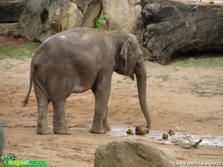 Slon indický - Elephas maximus) - Foto Martina Šmejkalová