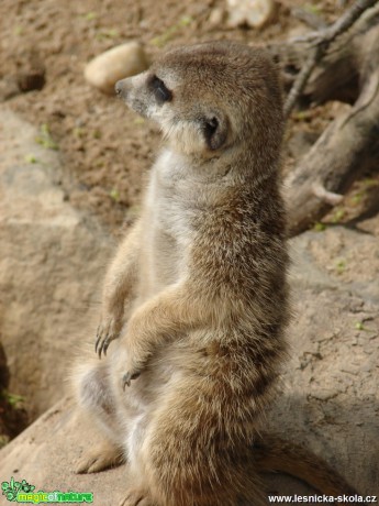 Surikata - Suricata suricatta - Foto Martina Šmejkalová (1)