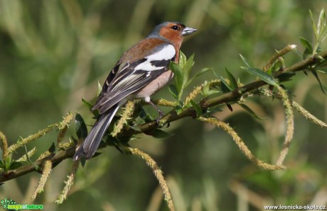 Pěnkava obecná - Fringilla coelebs - Foto Ladislav Jonák (1)