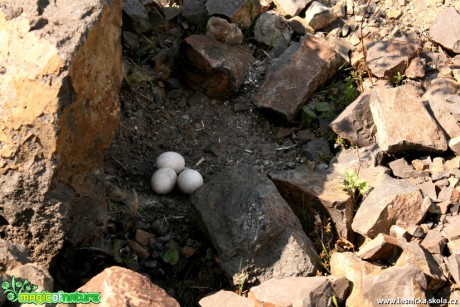 Výr velký - Bubo bubo - příběh jednoho hnízda - Foto Gerd Ritschel (6)