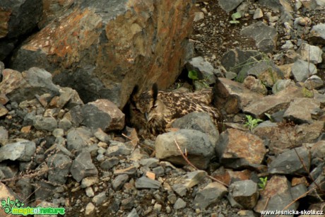 Výr velký - Bubo bubo - příběh jednoho hnízda - Foto Gerd Ritschel (8)
