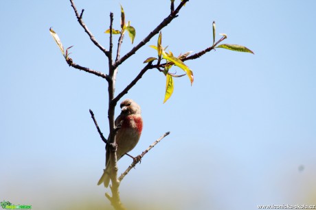 Konopka obecná - Carduelis cannabina - Foto František Novotný