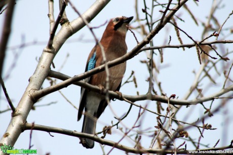 Sojka obecná - Garrulus glandarius - Foto František Novotný