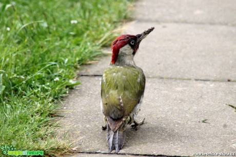 Žluna zelená - Picus viridis - Foto František Novotný (3)