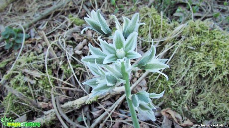 Snědek hřebenitý - Ornithogalum boucheanum - Foto Rasťo Salčík