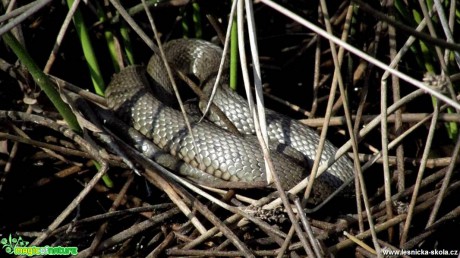 Užovka obojková - Natrix natrix - Foto Rasťo Salčík