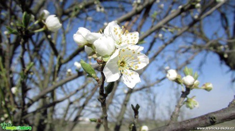 Trnka obecná - Prunus spinosa - Foto Rasťo Salčík