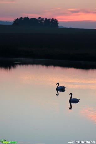 Podvečer na rybníku - Foto František Novotný (1)