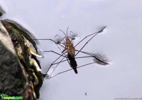 Bruslařka obecná - Gerris lacustris - Foto Miloslav Míšek