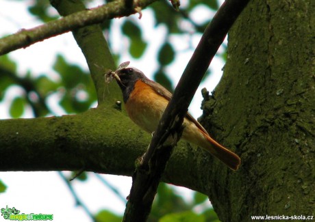 Rehek zahradní - Phoenicurus phoenicurus - Foto Miloslav Míšek