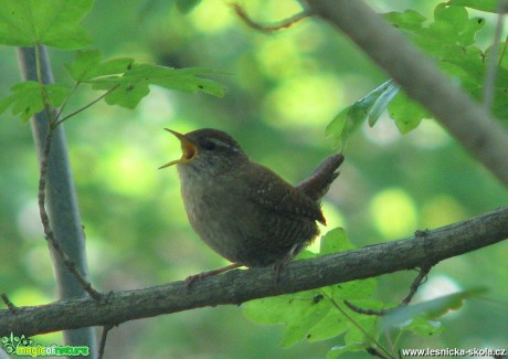 Střízlík obecný - Troglodytes troglodytes - Foto Miloslav Míšek