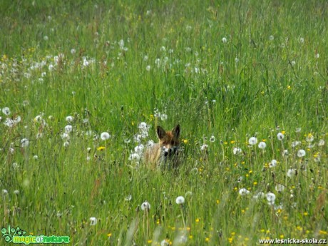 Liška obecná - Vulpes vulpes - Foto Jonáš Belančík (1)