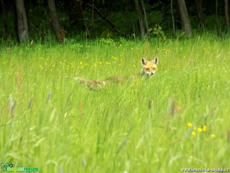 Liška obecná - Vulpes vulpes - Foto Jonáš Belančík