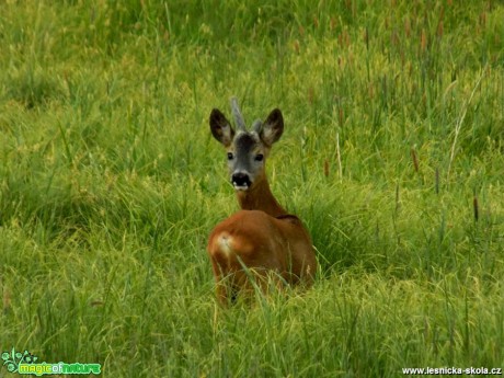 Srnec obecný - Capreolus capreolus - Foto Jonáš Belančík (1)