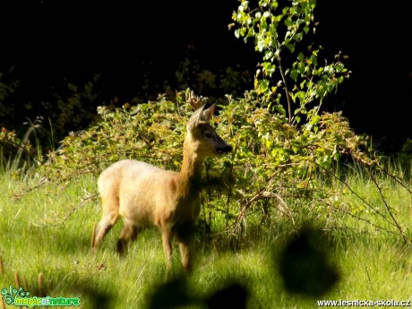 Srnec obecný - Capreolus capreolus - Foto Jonáš Belančík (3)