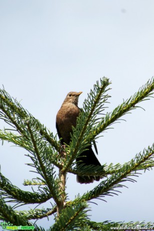 Kos černý-Turdus merula - Foto František Novotný (2)