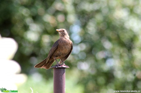 Kos černý-Turdus merula - Foto František Novotný (3)