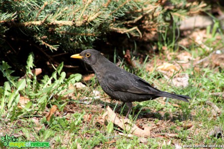 Kos černý-Turdus merula - Foto František Novotný (5)