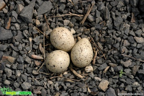 Kulík říční - Charadrius dubius - hnízdo - Foto Gerd Ritschel   (1)