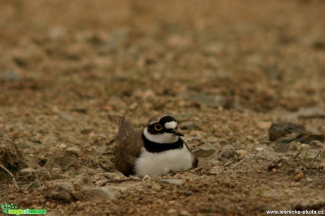 Kulík říční - Charadrius dubius - hnízdo - Foto Gerd Ritschel (2)