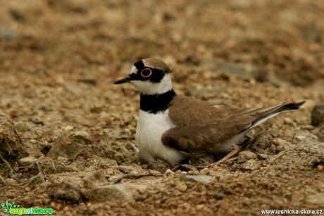 Kulík říční - Charadrius dubius - hnízdo - Foto Gerd Ritschel (3)