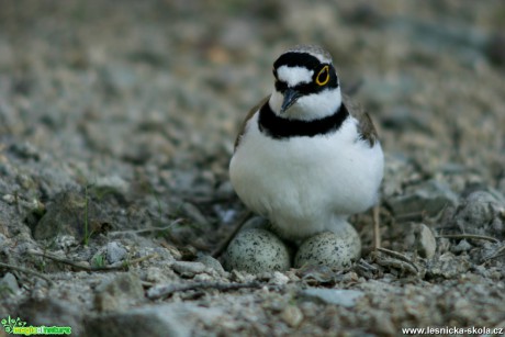 Kulík říční - Charadrius dubius - hnízdo - Foto Gerd Ritschel (4)