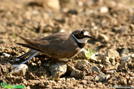 Kulík říční - Charadrius dubius - hnízdo - Foto Gerd Ritschel (5)