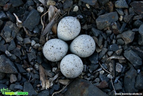 Kulík říční - Charadrius dubius - hnízdo - Foto Gerd Ritschel (6)